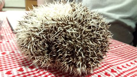 Amur hedgehog (Erinaceus amurensis) Siberian hedgehog | Flickr