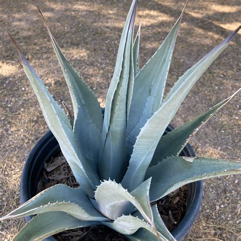 Agave deserti - Phoenix Desert Nursery