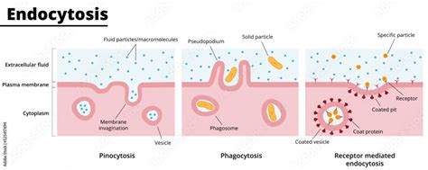 Phagocytosis Pinocytosis And Receptor Mediated Endocytosis