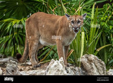 A Puma seen resting in their habitat inside the Xcaret Park Zoo Stock ...