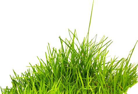 Summer Information Icon - grass png image, green grass PNG picture png download - 1800*1232 ...