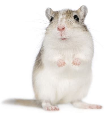 Pet Gerbil Care, Information, Facts & Pictures