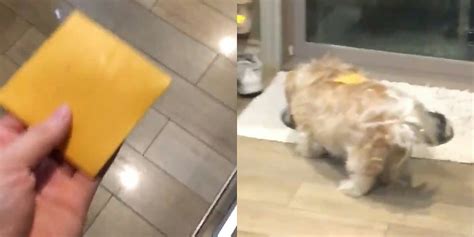 'Dog Cheese' is the Internet's New Viral Pet Meme