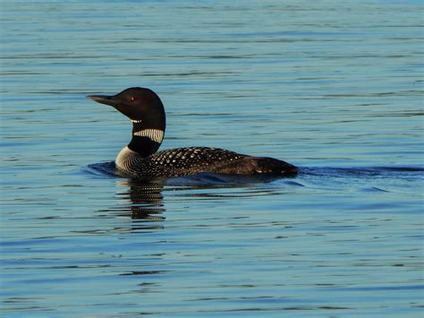 Minnesota State Bird Photograph by J Havnen - Fine Art America