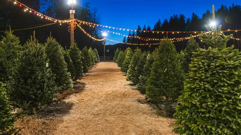 10 Houston area Christmas tree farms near you - ABC13 Houston