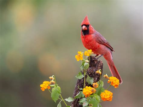 Where Do Cardinals Live? (Habitat + Distribution) | Birdfact