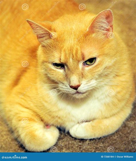 Curious Cat stock photo. Image of cute, house, companion - 7268184