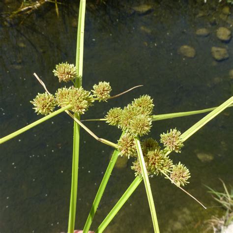 Red de Herbarios del Noroeste de México - Cyperus difformis