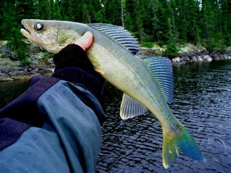 Blue walleye - Alchetron, The Free Social Encyclopedia