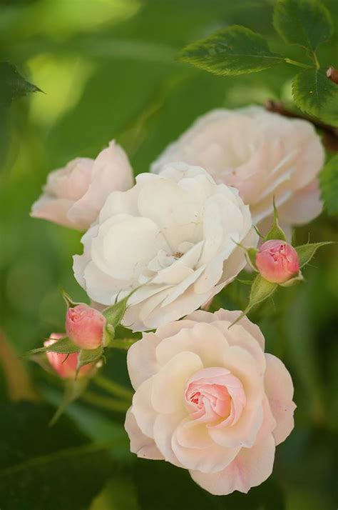 Polyantha Rose Hybrid (rosa 'bouquet Parfait') Photograph by Maria Mosolova/science Photo ...