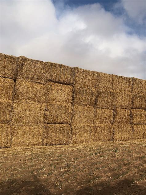 1100mt Barley Straw 500kg 8x4x3 Bales | Hay & Fodder - Straw