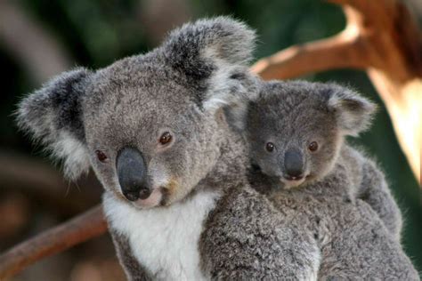 Koala Facts: Habitat, Behavior, Diet