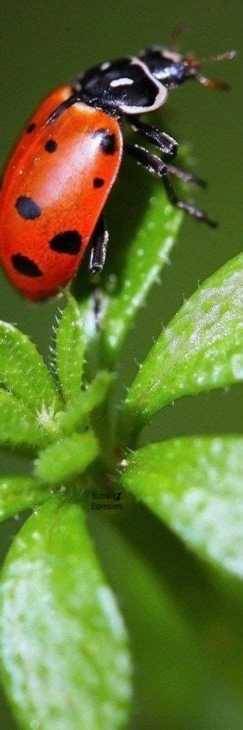 Ladybugs – Garden Flirts | Ladybug garden, Ladybug, Animal habitats