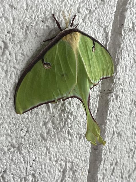 check out this luna moth i spotted today! she’s gorgeous 🥹💚 : r/moths