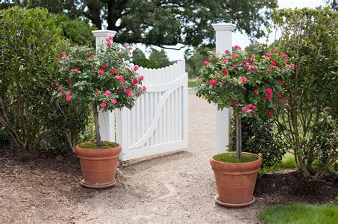 Winter Protection for Roses in Containers