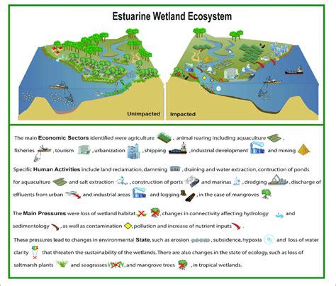 | Conceptual diagram summarising the findings, showing an estuarine... | Download Scientific Diagram