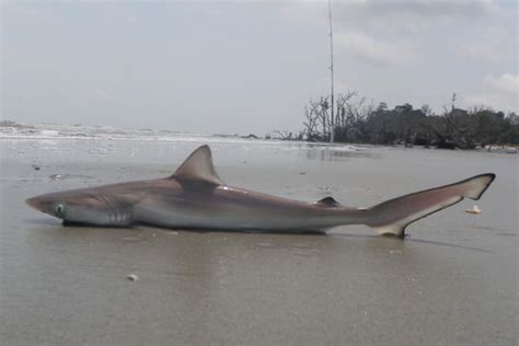 Atlantic sharpnose shark Information and Picture | Sea Animals