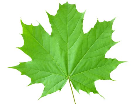 Leaf images, Maple leaf pictures, Plant leaves