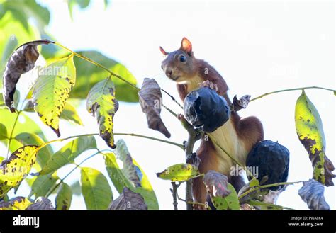 Red squirrel eating nuts in a walnut Stock Photo - Alamy