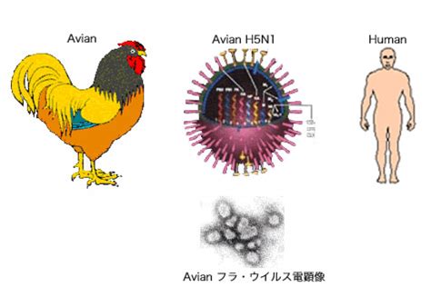 FLU BURUNG H5N1 PDF