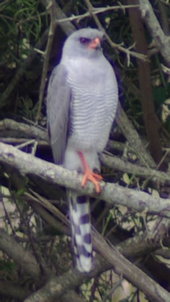 Gabar Goshawk - Pictures and facts - Birds @ thewebsiteofeverything.com