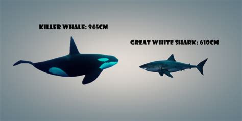 Orca vs Great white shark - Animal fight club