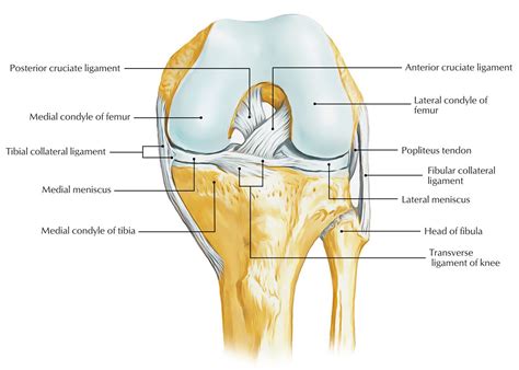 Pin on Medical