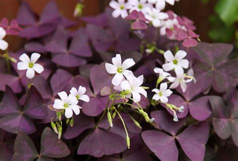 Oxalis triangularis : comment entretenir le faux trèfle pourpre en 2020 ...