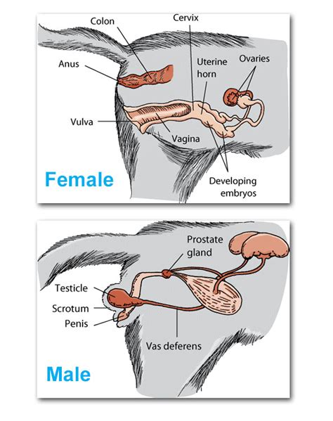 Male Cat Reproductive System