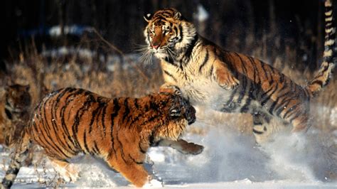 Tiger fight in the snow wallpaper - backiee