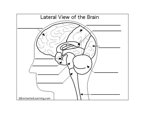 Brain Anatomy Practice Quiz