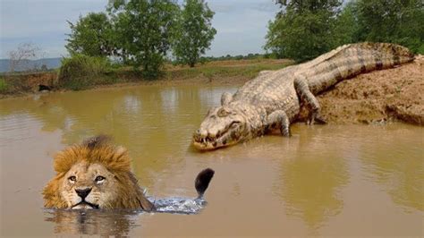 Epic Battle Crocodile vs Lion Real Fight! - YouTube