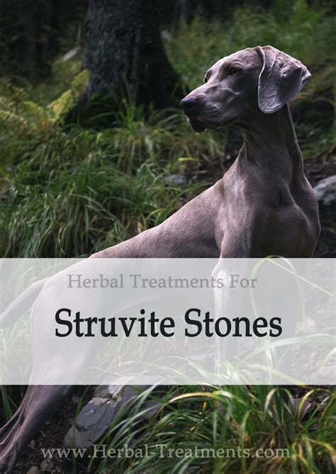 Struvite Stones in Dogs - Avnayt & Waltham's HOLISTIC TREATMENT TRADITION