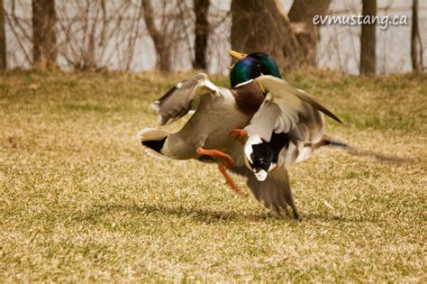 Duck Fight by the Dam – Mustang