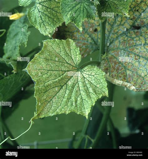 Two spotted spider mite Tetranychus urticae feeding damage to greenhouse cucumber leaf Stock ...