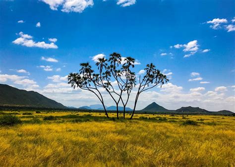 Visit Samburu National Reserve in Kenya | Audley Travel