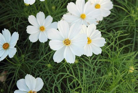 white cosmos flowers 13029421 Stock Photo at Vecteezy