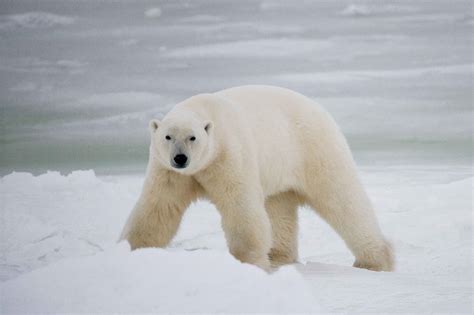 Polar bear habitat update: abundant sea ice across the Arctic, even in ...