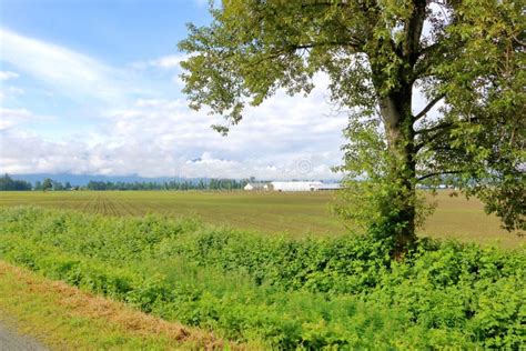 Rural Farm Landscape and Tree Stock Photo - Image of meadow, crop ...