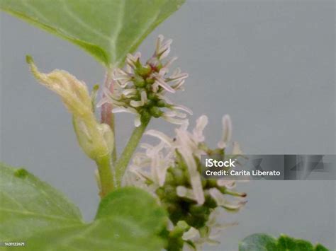 The Flowers Of The Black Mulberry Plant That Appear In Scaly Clusters And The Female Flowers ...