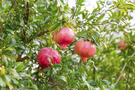 How to Care for Pomegranate Trees | Hunker