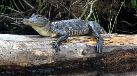 Taking a break at Alligator River National Wildlife Refuge - The Coastland Times | The Coastland ...