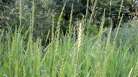 Cool Season Grass Weeds - Poa Annua - Rough Fescue - Quackgrass - Brome