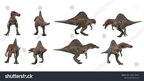 3d Illustration Spinosaurus Isolated On White Stock Illustration ...