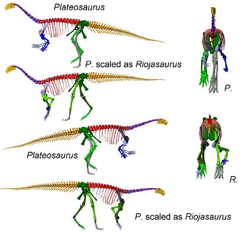 Riojasaurus Pictures & Facts - The Dinosaur Database