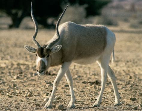 addax | The addax is a large antelope whose coat is gray-bro… | Flickr