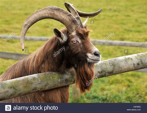 Billy Goat Beard Horns Stock Photos & Billy Goat Beard Horns Stock ...