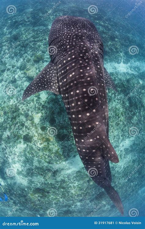 Whale shark in maldives stock image. Image of world, saltwater - 31917681