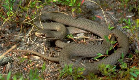 White-lipped Snake | Biodiversity of the Western Volcanic Plains