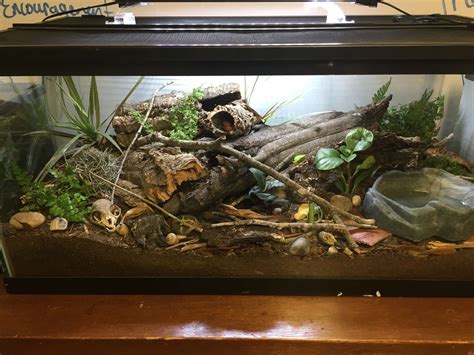 Pin by Sarah Best on Bioactive Vivariums | Snake terrarium, Corn snake ...